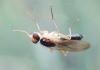 Cordilura albipes